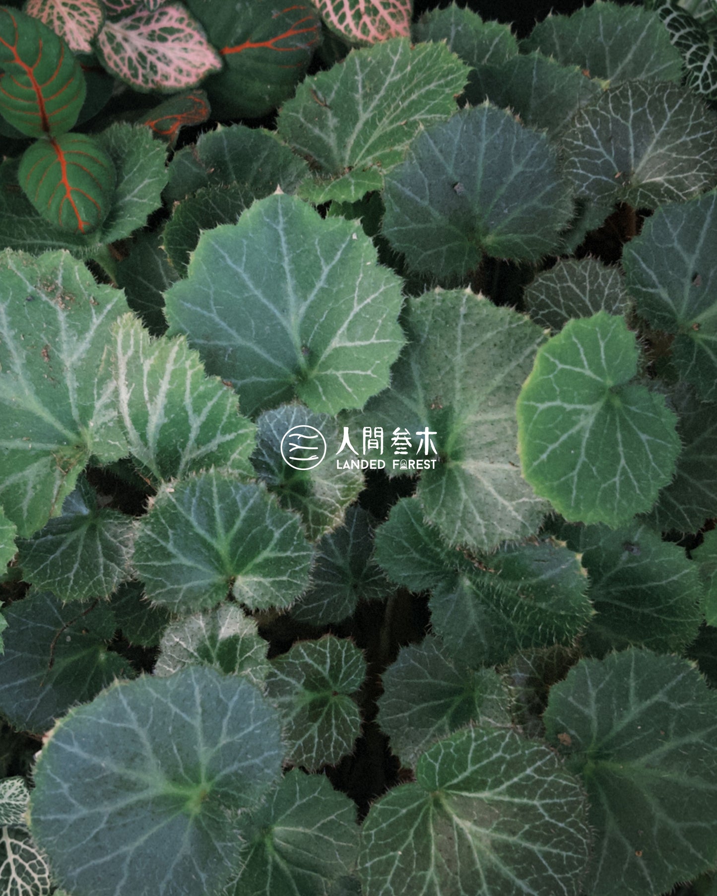 Landed Forest 品牌微景观
