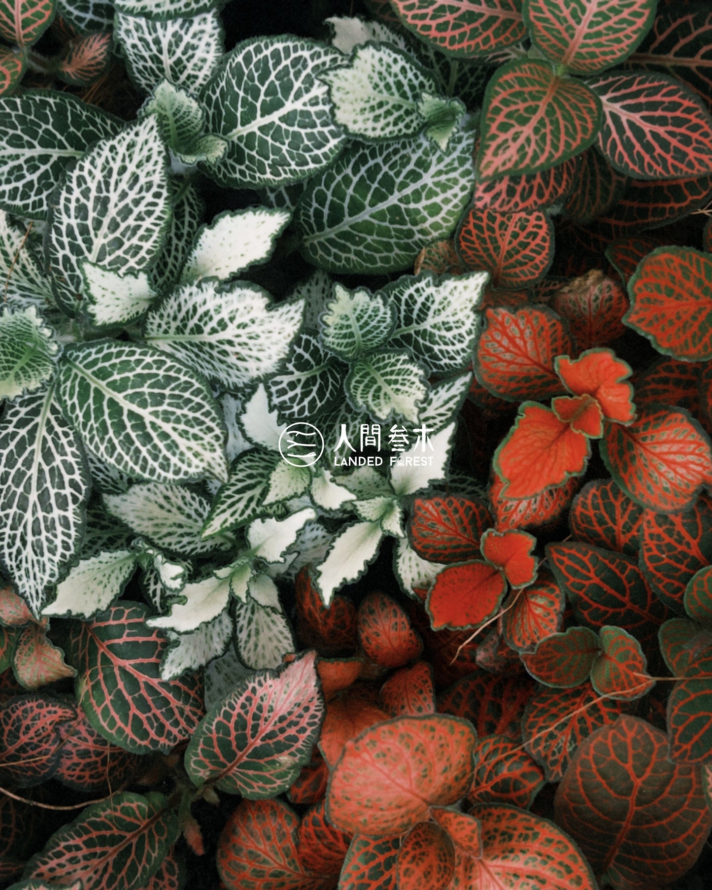 Landed Forest 品牌微景观