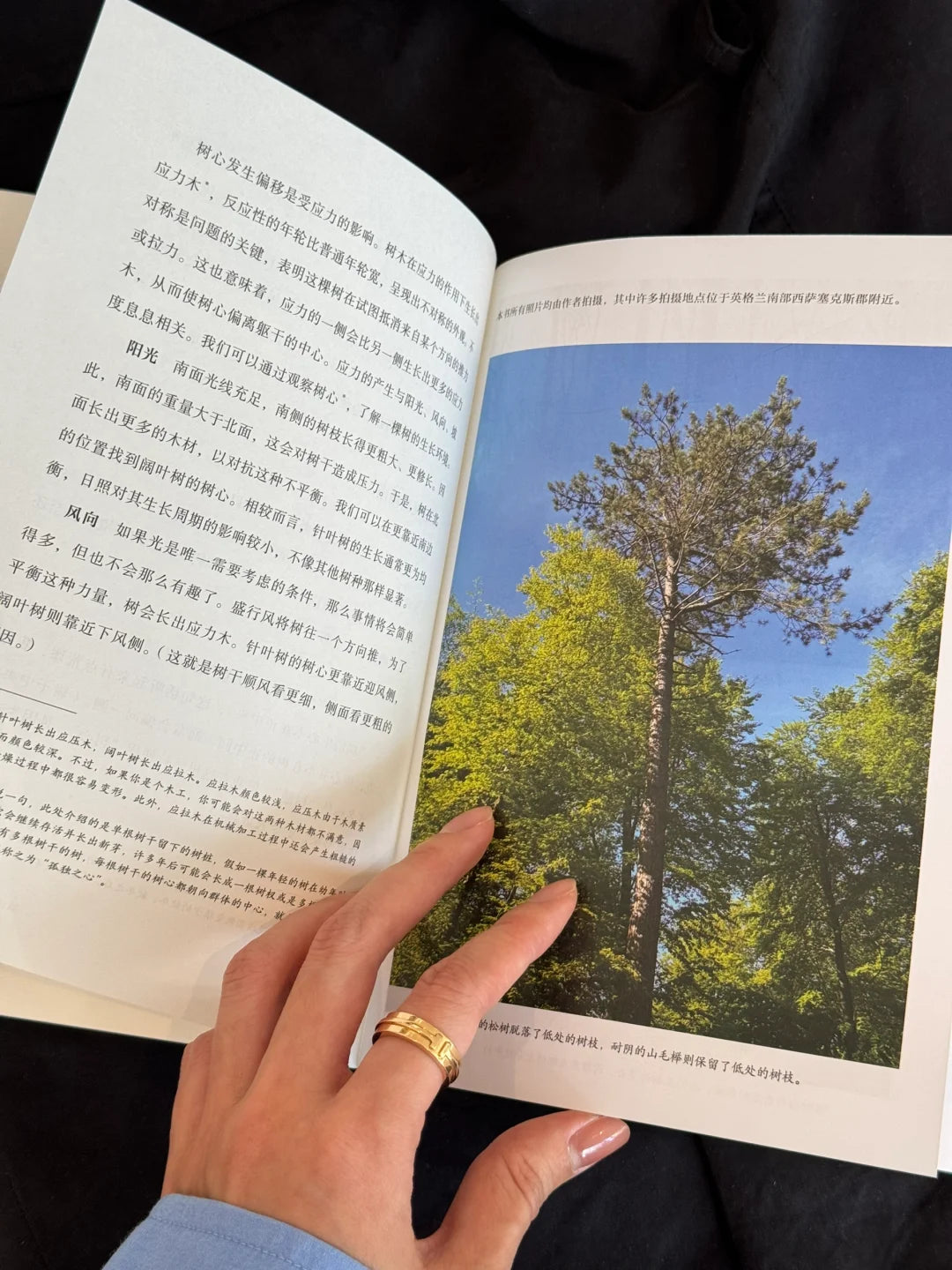 如何阅读一棵树