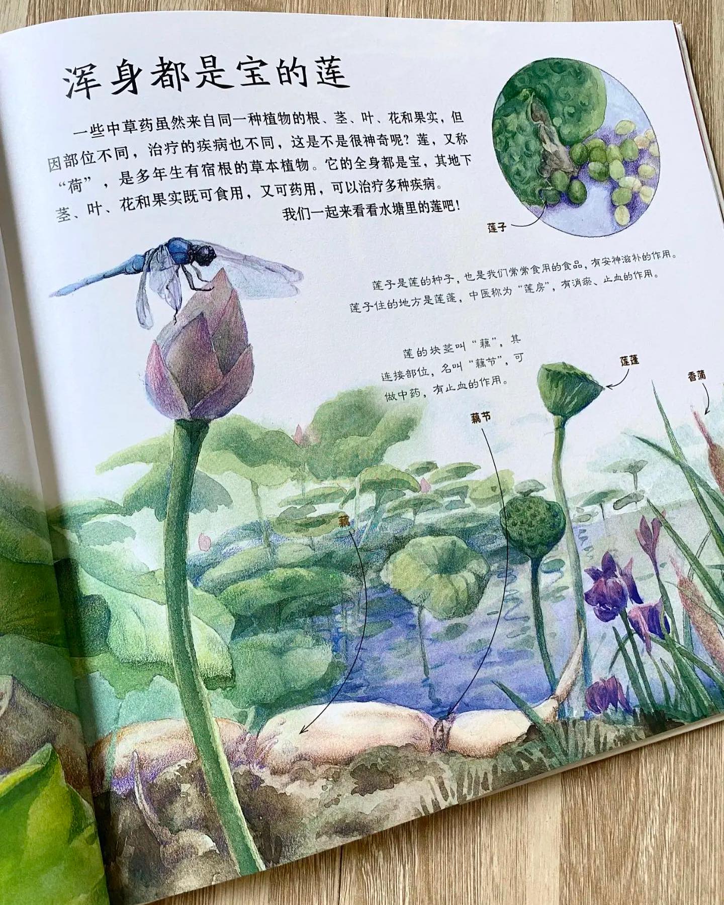 噢!中草药