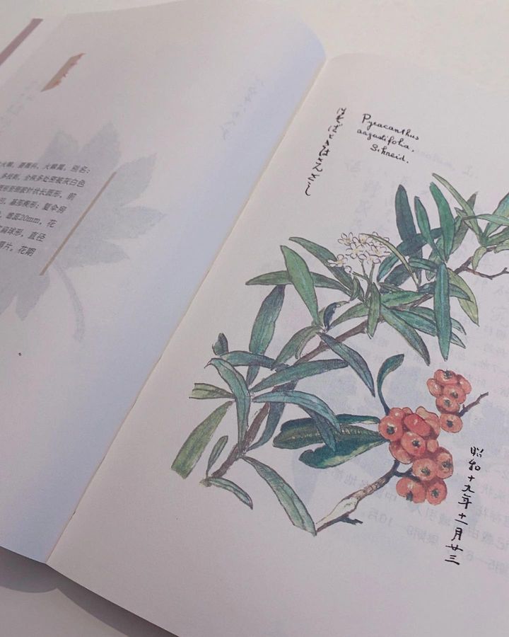百花谱
