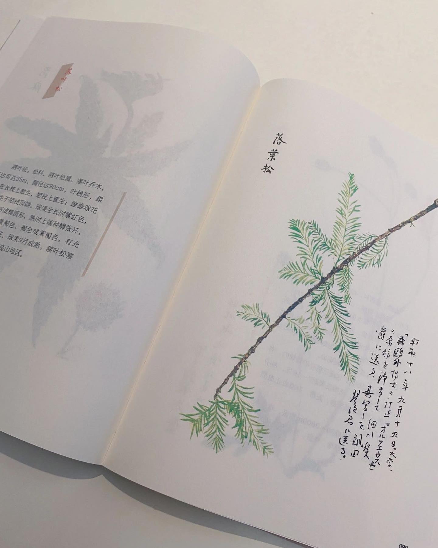 百花谱