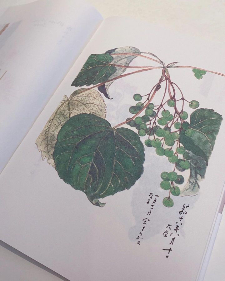 百花谱