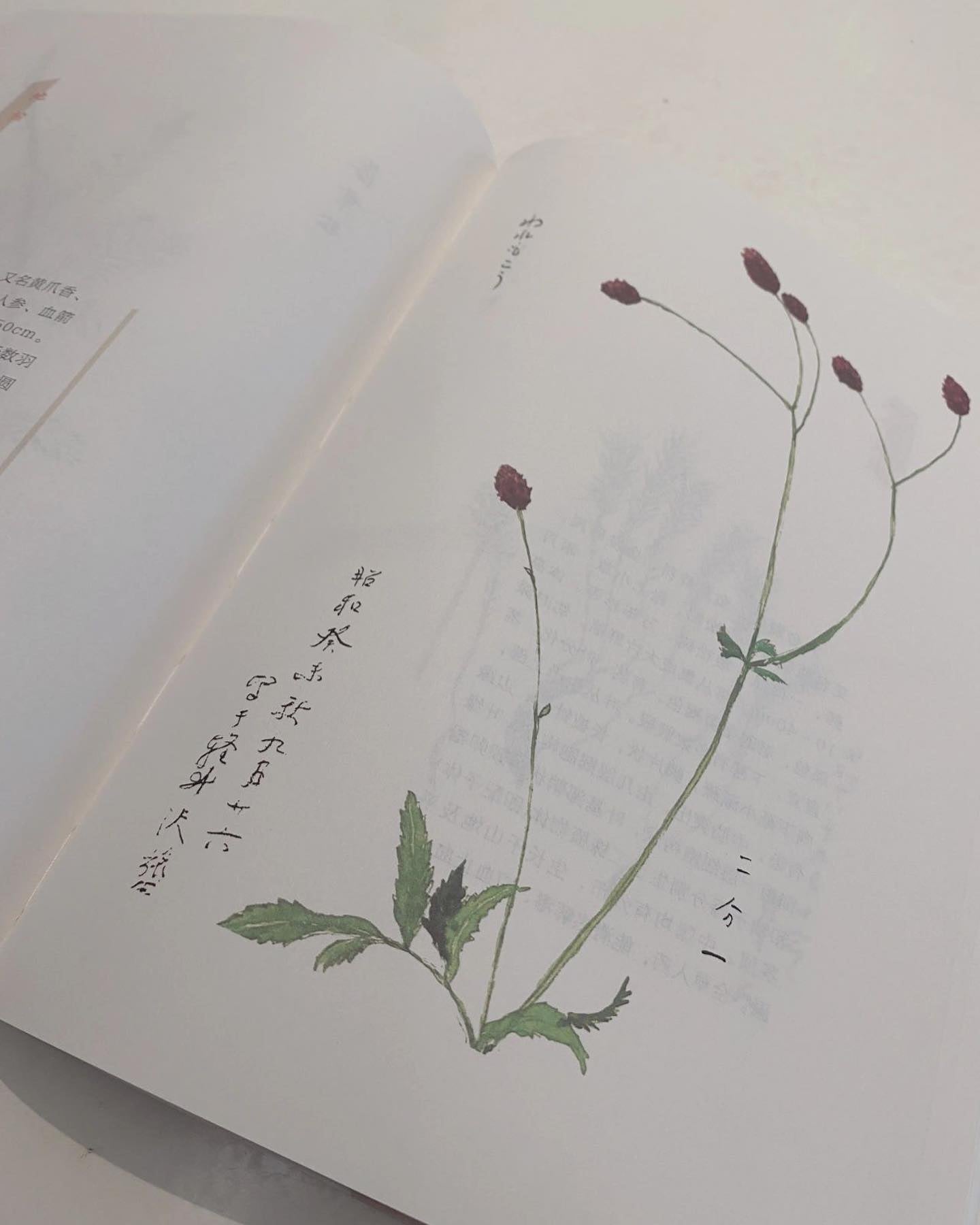 百花谱