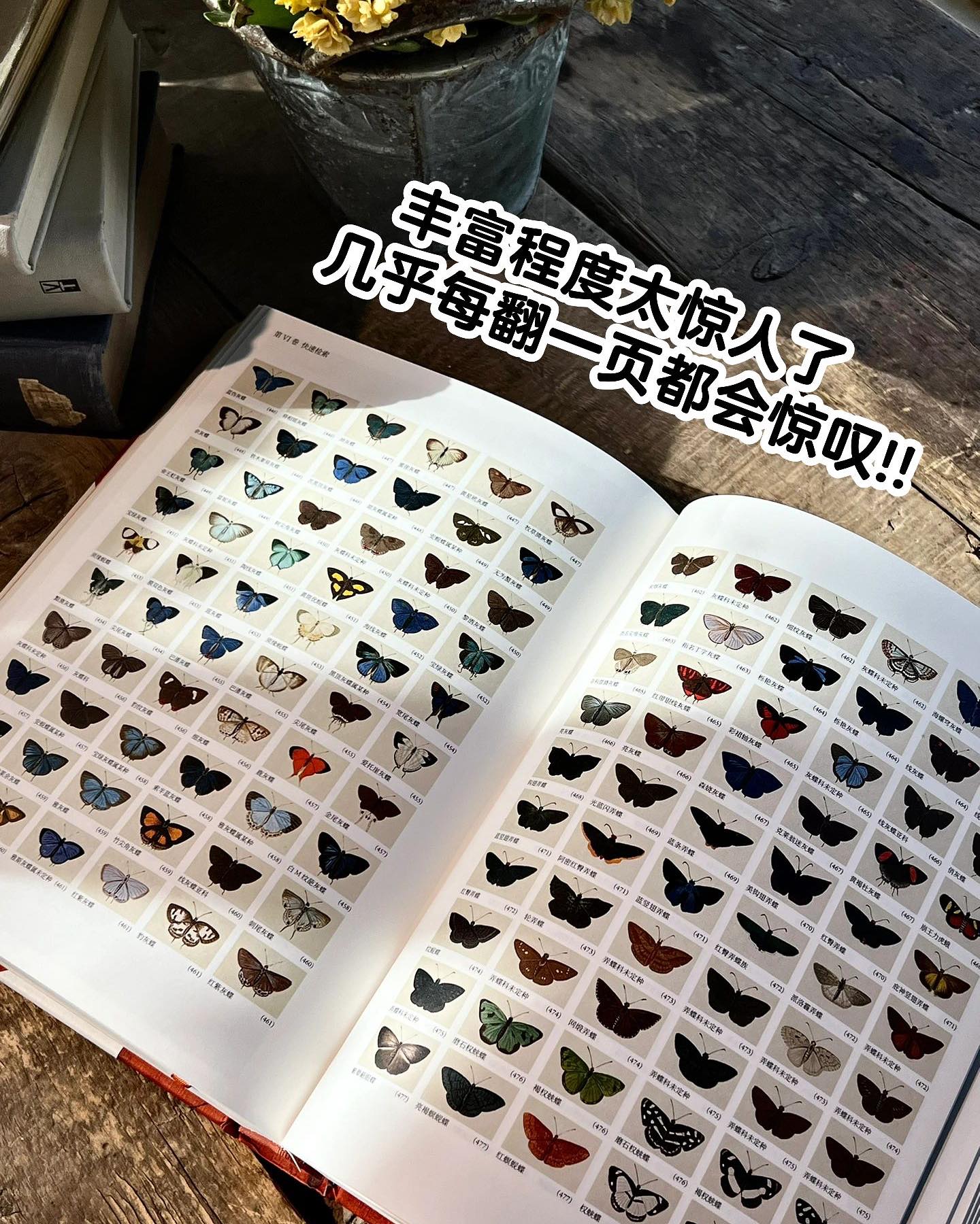 蝴蝶圣经