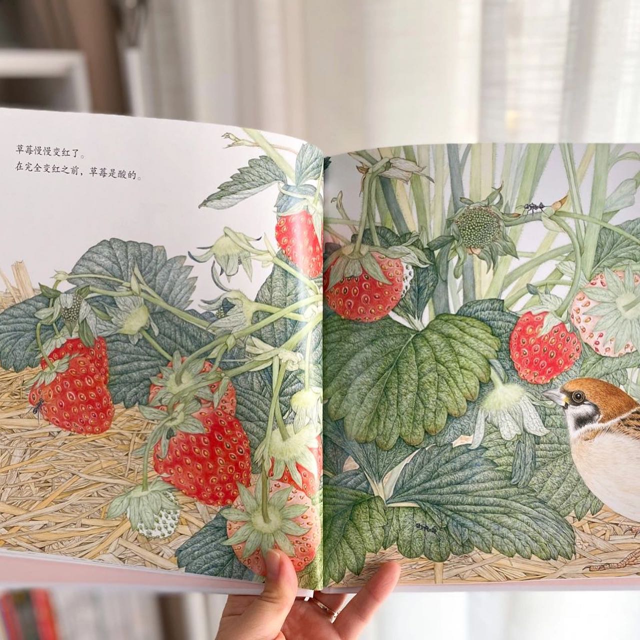 草莓