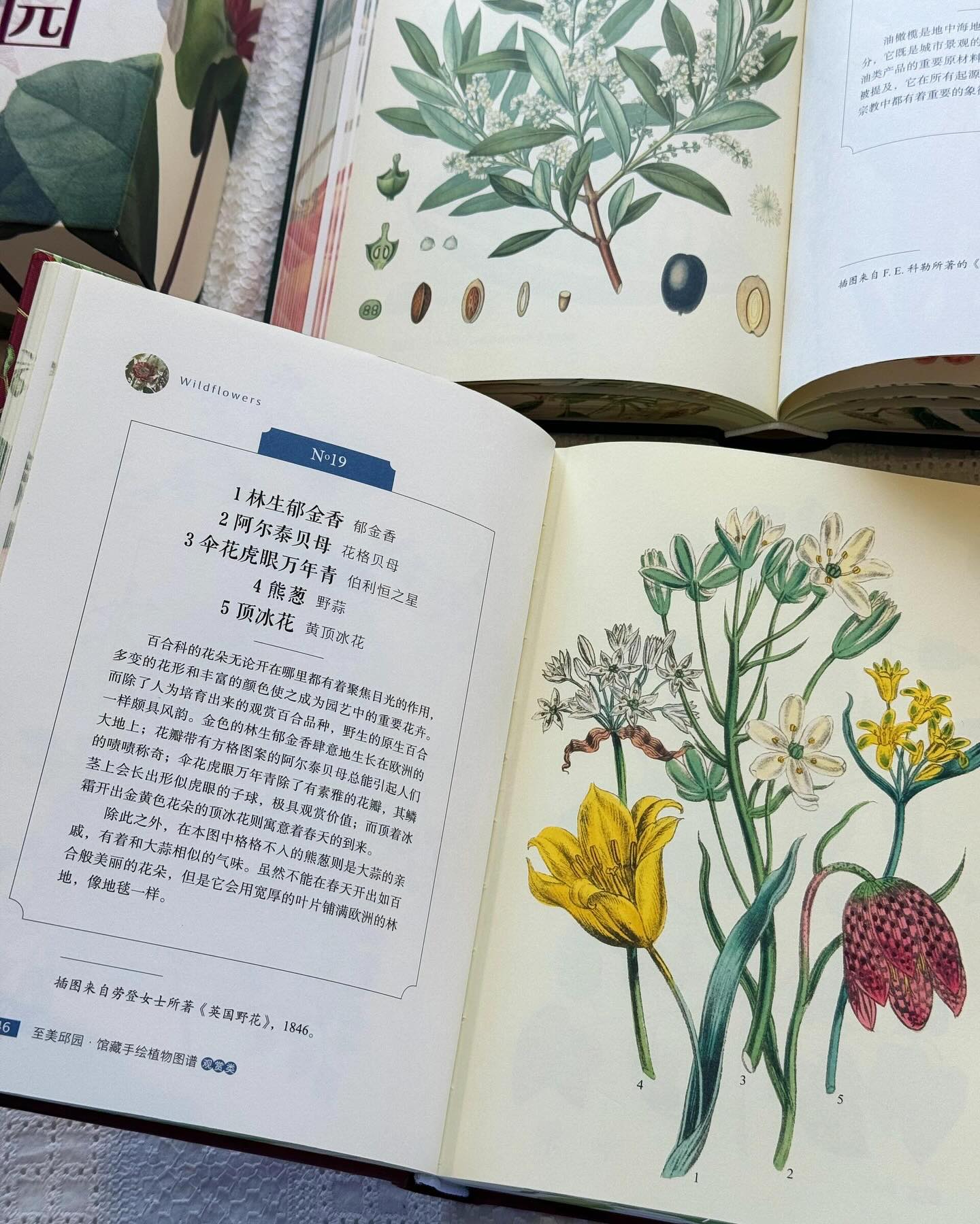 至美邱园(全2册)