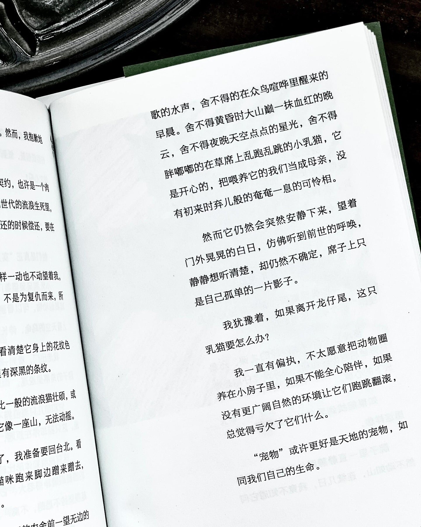 龙仔尾·猫