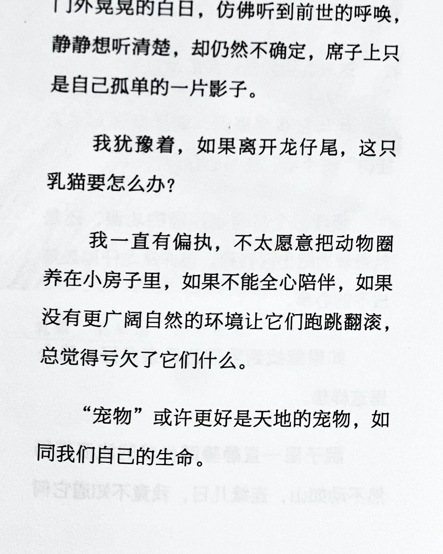 龙仔尾·猫