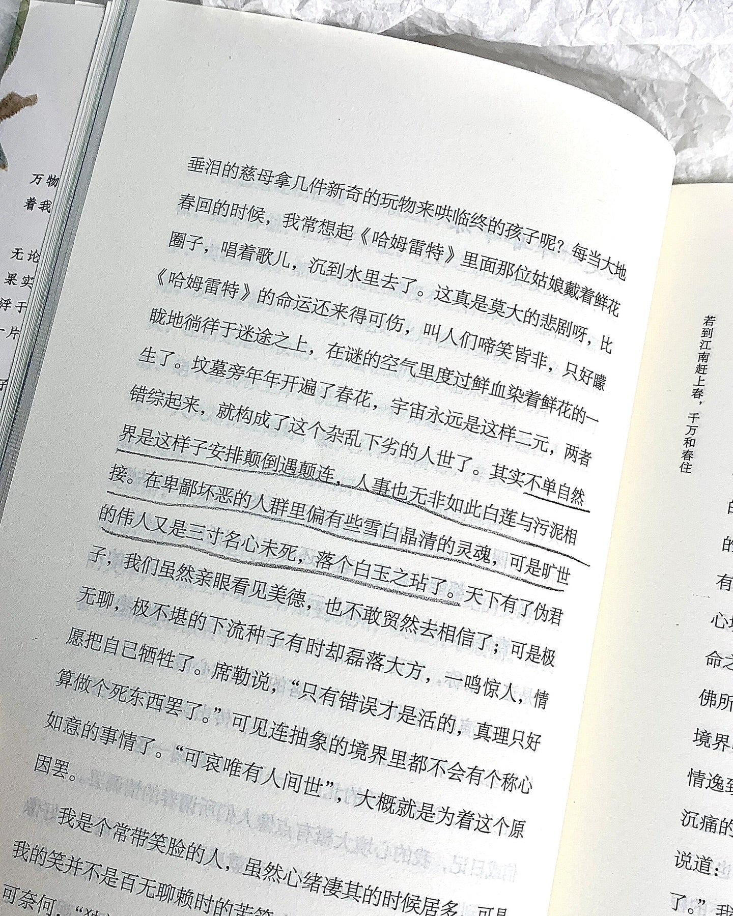 梅子熟时栀子香