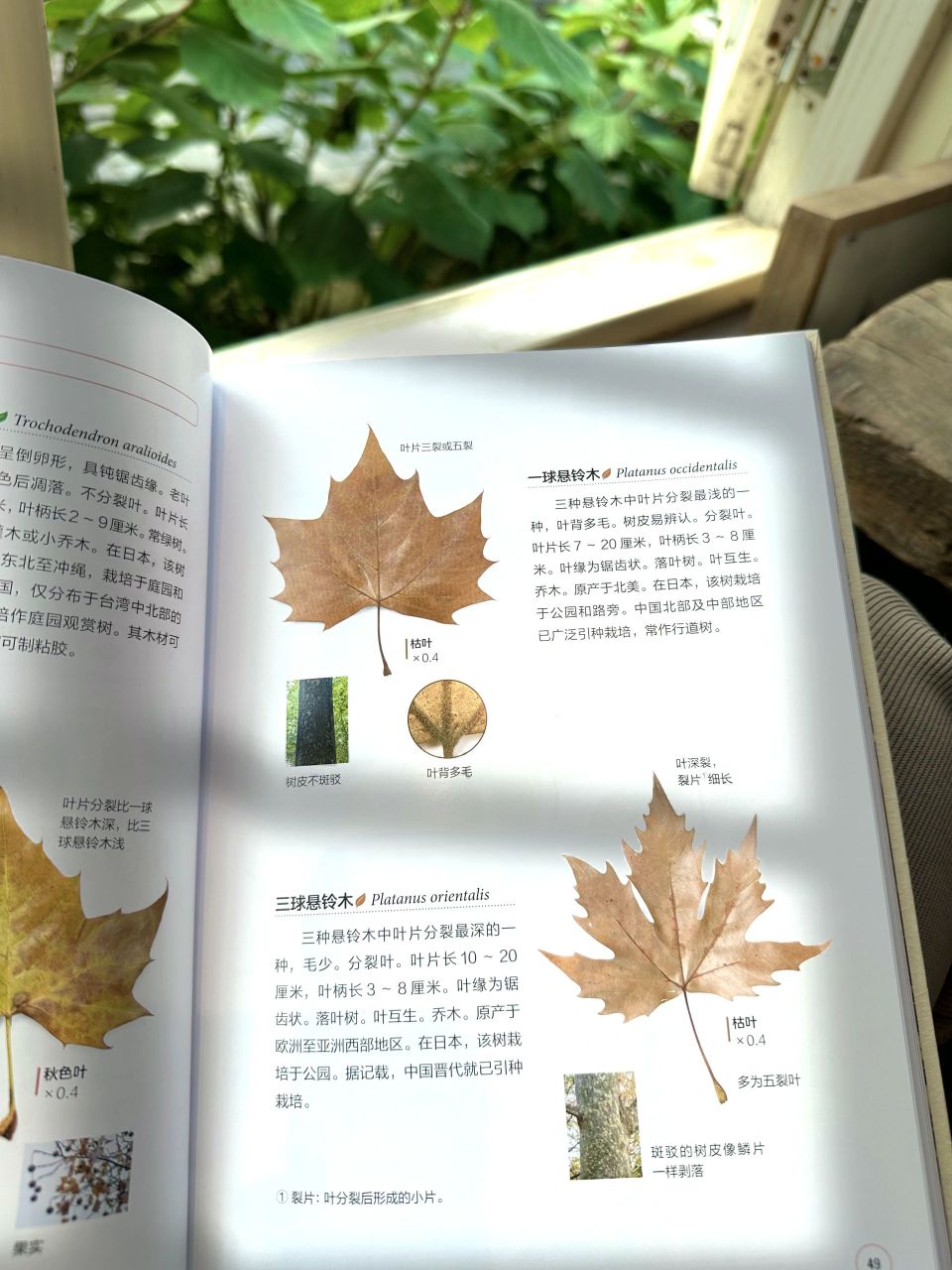 落叶观察手册