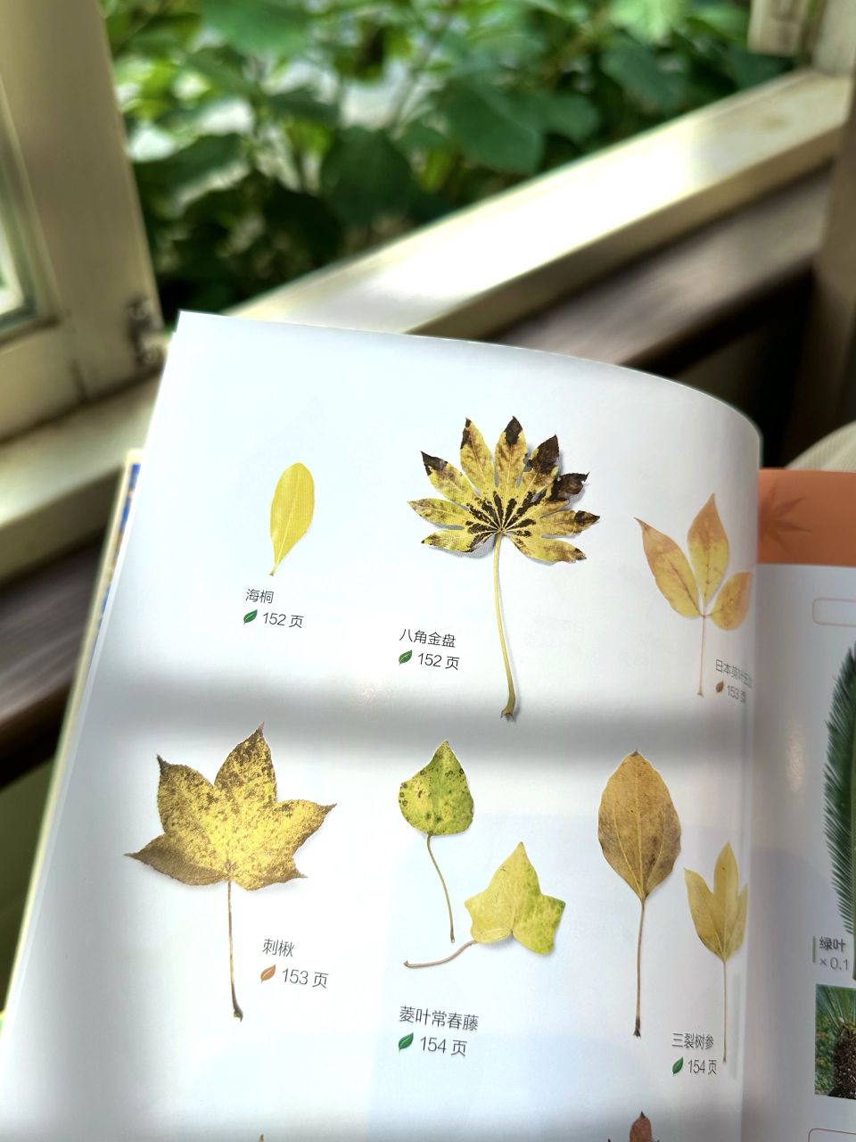 落叶观察手册