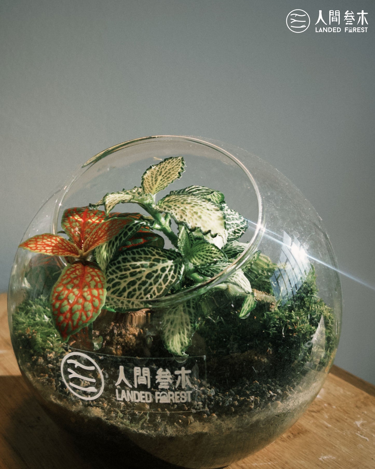 Landed Forest 品牌微景观