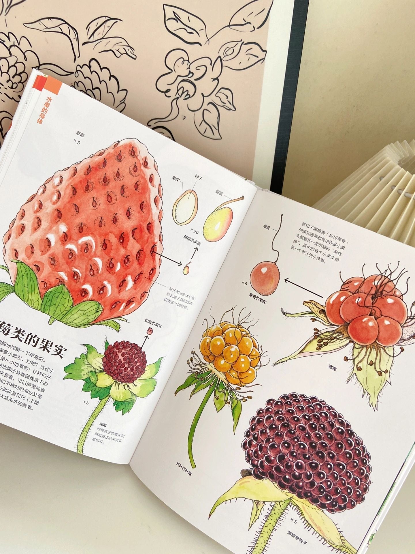 蔬菜的植物学