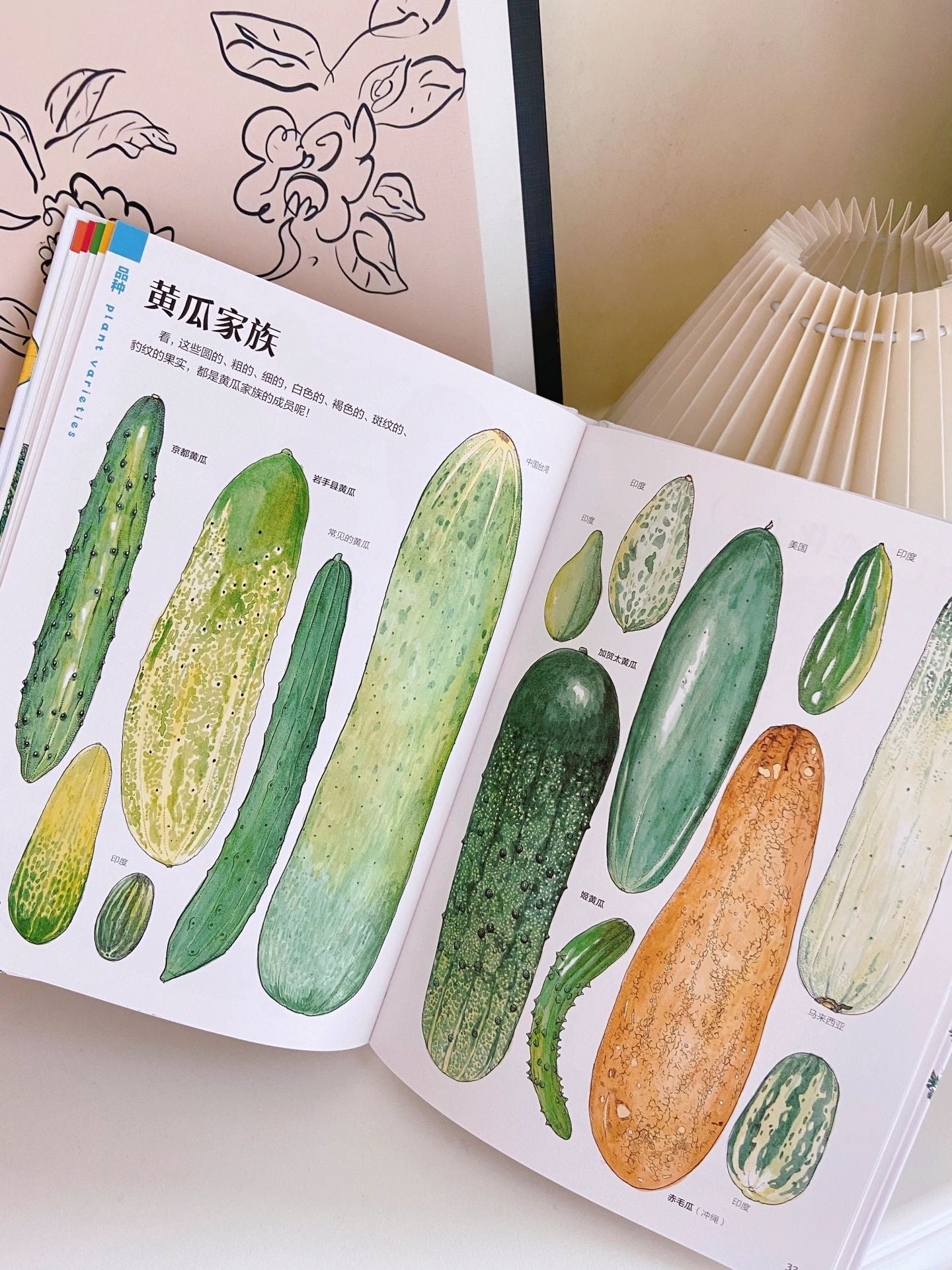 蔬菜的植物学