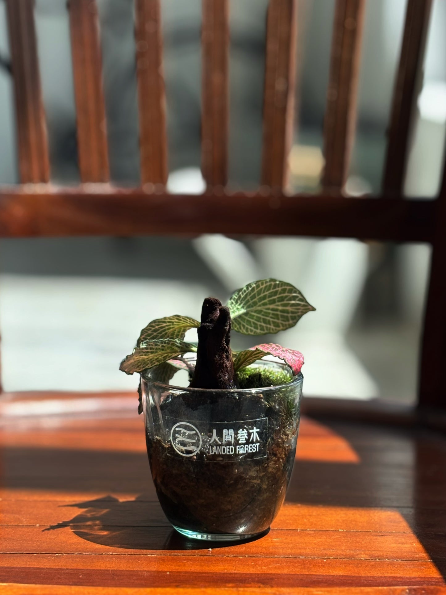 Landed Forest 品牌微景观