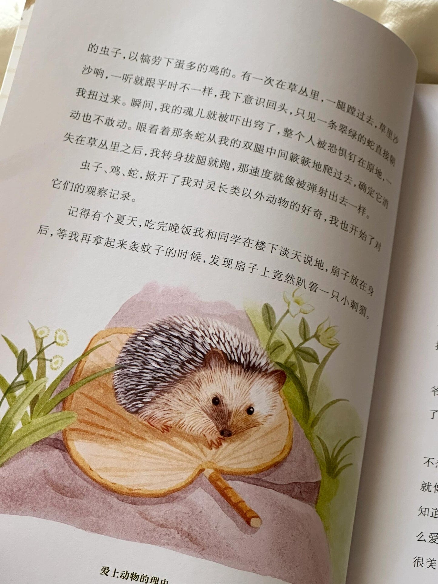 爱上动物的理由
