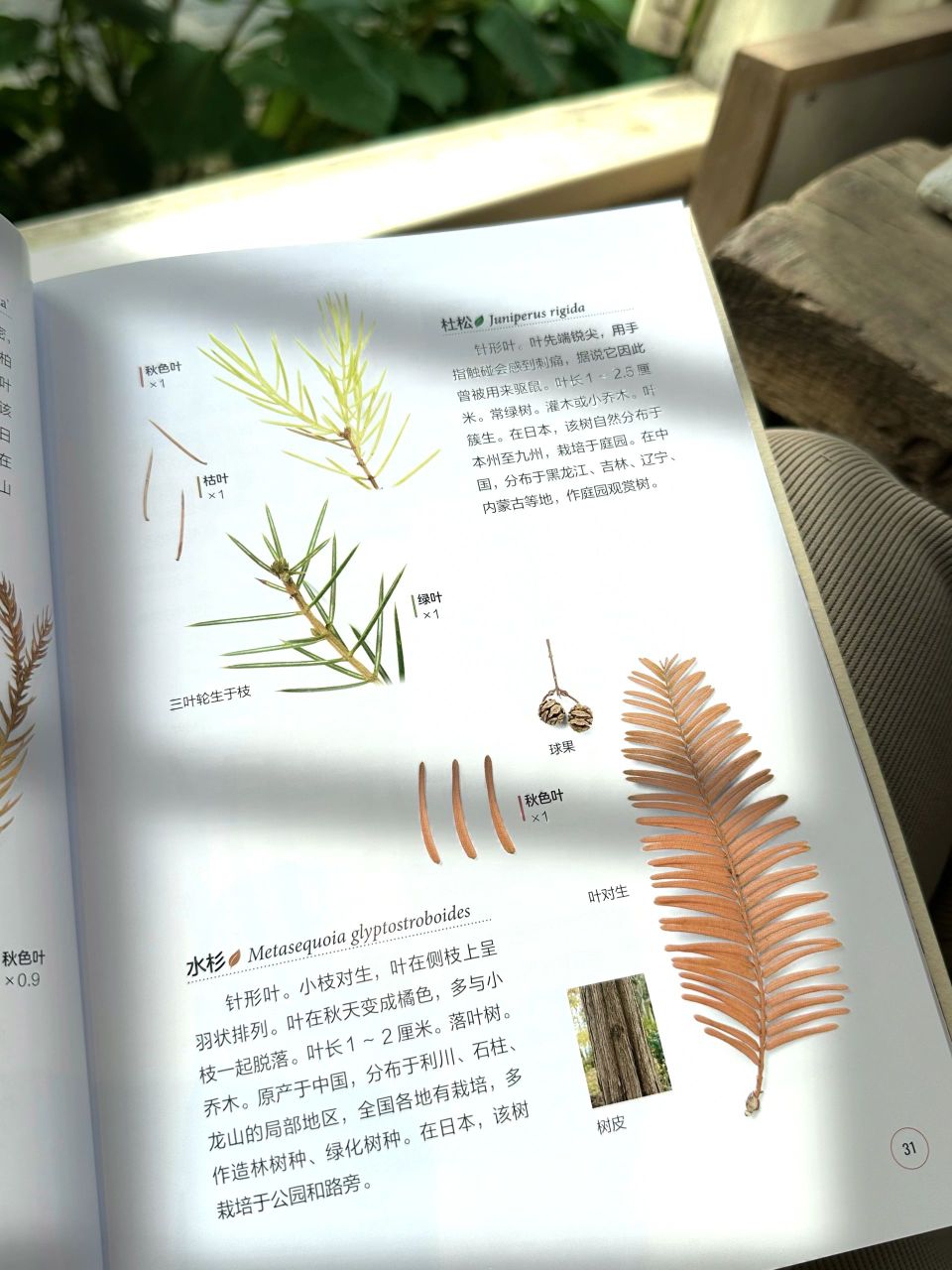 落叶观察手册