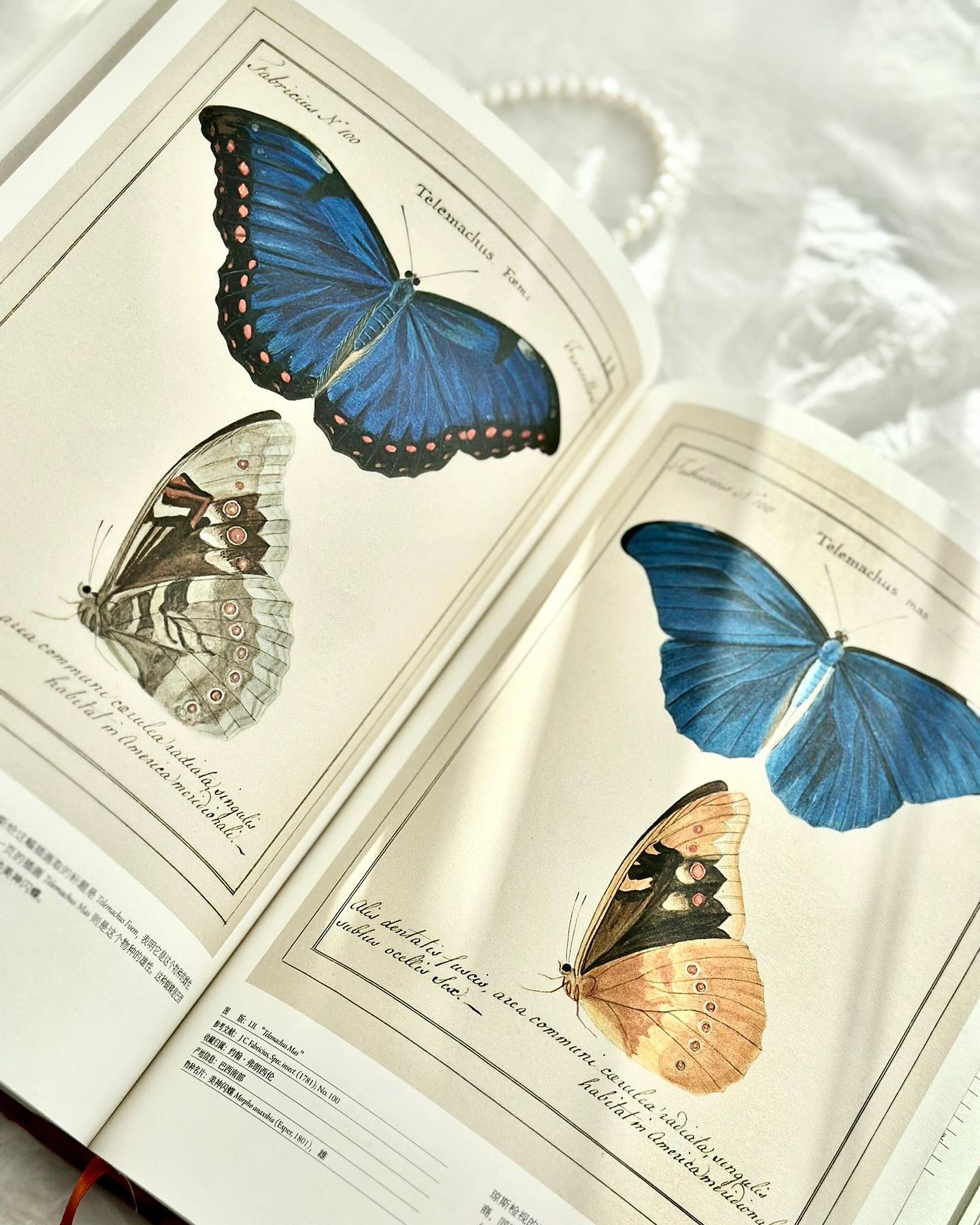 蝴蝶圣经