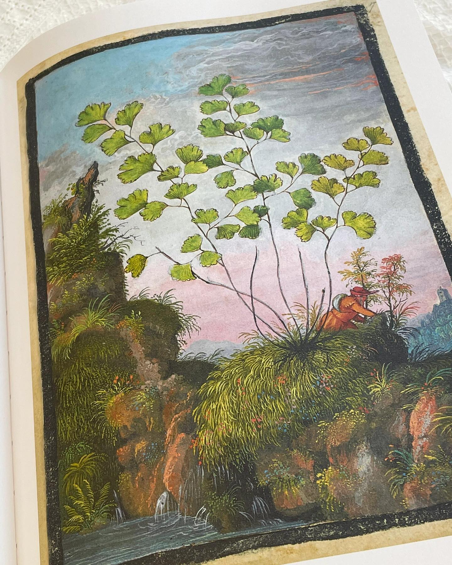 齐波的植物图集